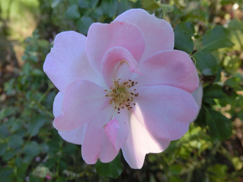 クイーン　マザーsCIMG8641