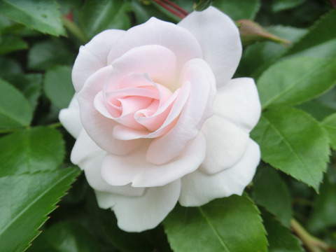 アスピリン　ローズsCIMG5714