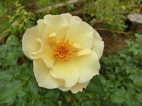 きんれんぽ　金蓮歩　（きんれんぽ）sCIMG6845