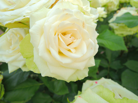 ミントティsDSCN7299