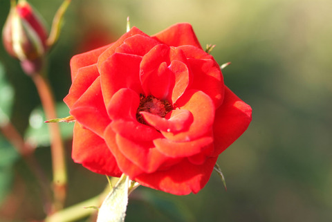 べにひめ　紅姫sDSCF0421