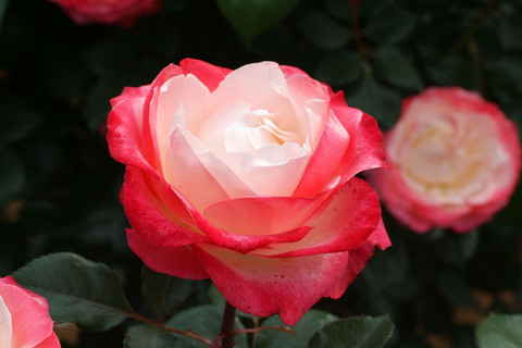 ノスタルジィsDSCF2588