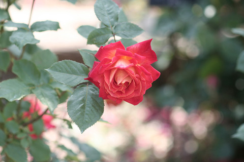 にしきえ　錦絵9062