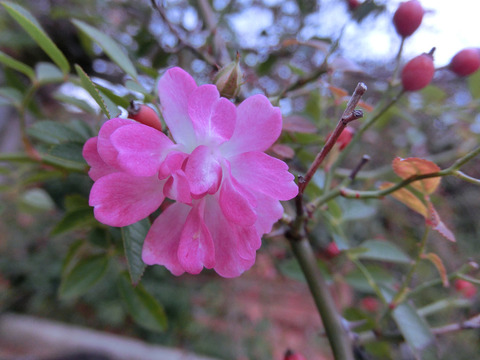 やめつひめ　八女津姫8605