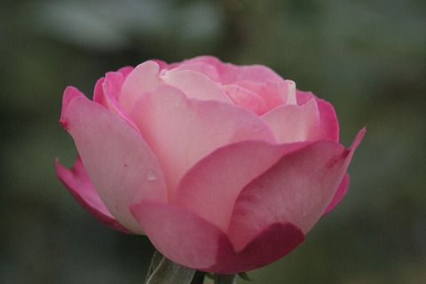 アクロポリス　ロマンティカsIMG_5526