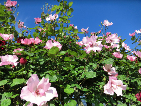 デンティベス8659