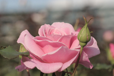 ピンク　フレンチレースsIMG_5884