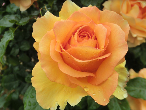 ユリイカsCIMG6456