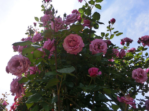 ショッキング　ブルーsCIMG4955