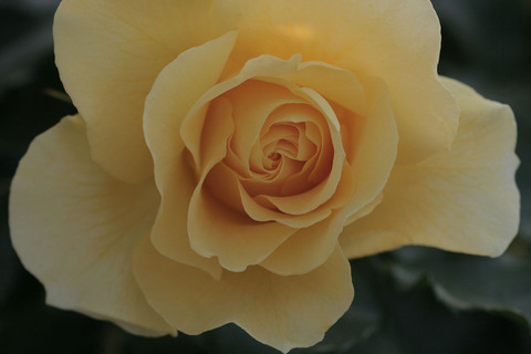 サン　フレーア5231