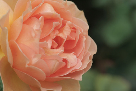 マダム　シャルル　ソバージュ6485