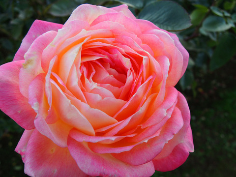 あさぐも　朝雲6697