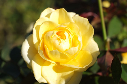 サンライト　ロマンティカsDSCF8712