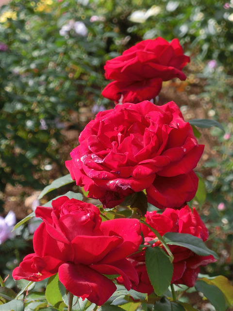 ルージュ　メイアンsCIMG5505