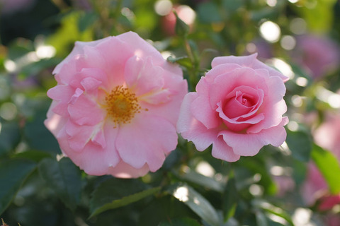 サマー　モルゲン