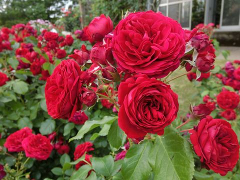 ロートケプヘンsCIMG5587