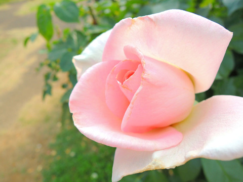 マイ　ガーデンsDSCN6441