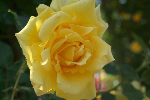 ゴールド　バニーsDSCF0936