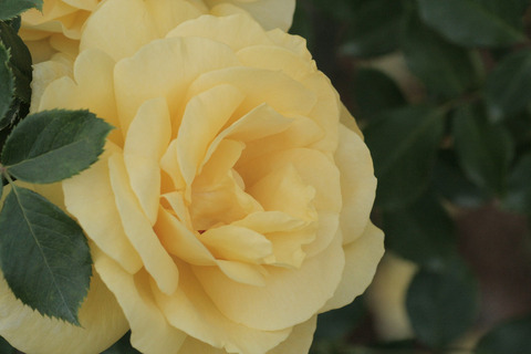 ミラベラsIMG_7245