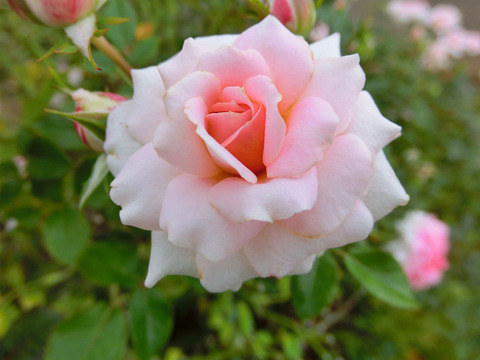 レディ　メイアンディナsCIMG7142