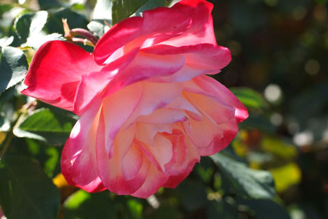 ジュビレ　デュ　プリンス　ドゥ　モナコsDSCF9783