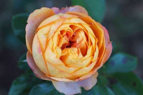 ベビー　ロマンティカsDSCF8525