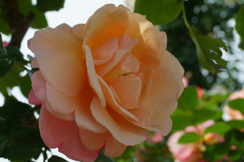 ウーメロsDSCF1728