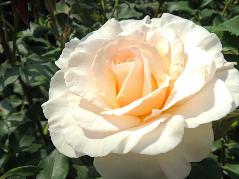 フレンチレースsDSCN4005