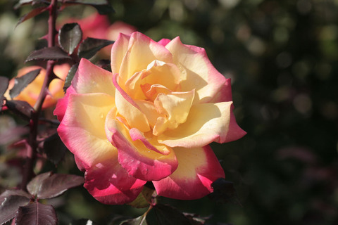 チャールストンsIMG_4588