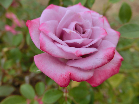 ブルー　オベーションsCIMG7227