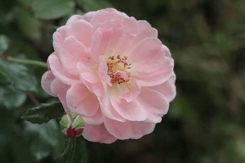 アプリコット　ドリフトsIMG_6285