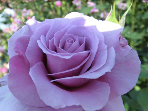 シークレット　パフューム0598