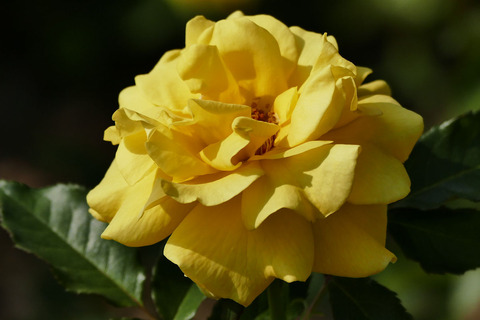 フリージアs_1220134