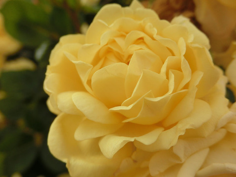 ベル　ロマンティカ1704