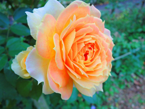 キャラメル　アンティークsDSCN0067