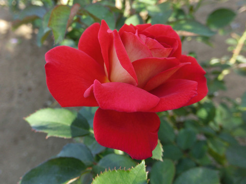 あやおりsCIMG6758