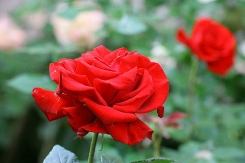 レッド　クイーン_2603