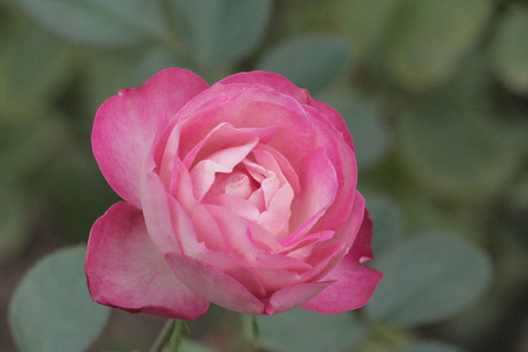 アクロポリス　ロマンティカsIMG_5520