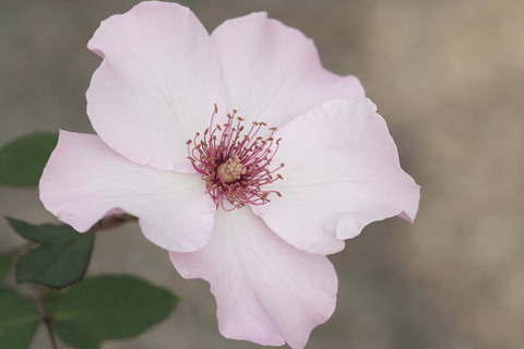 デンディ　ベス0071