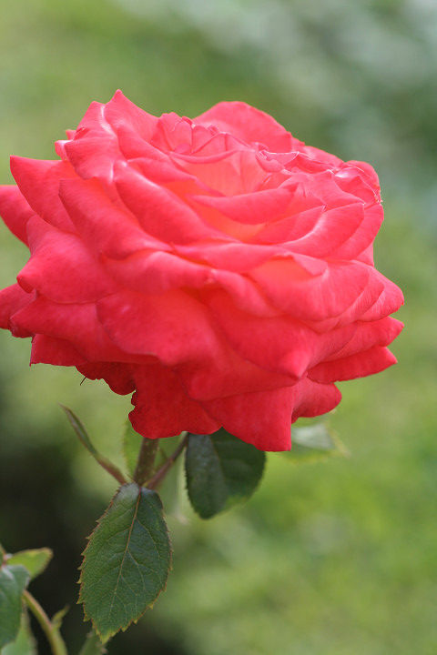 ケーニギン　デル　ローゼン（クイーン　オブ　ローゼス） (2)