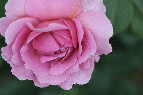 アレキサンダー　オブ　ケント_4354