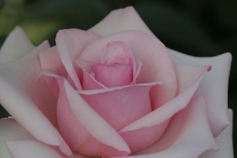 さんび　賛美4978