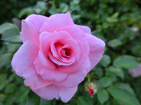 サマー　モルゲン7009