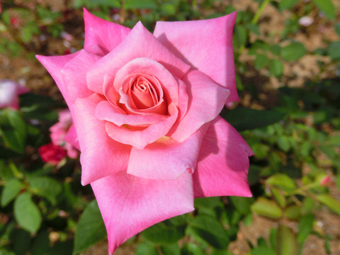 ピンク　パルフェsCIMG6461