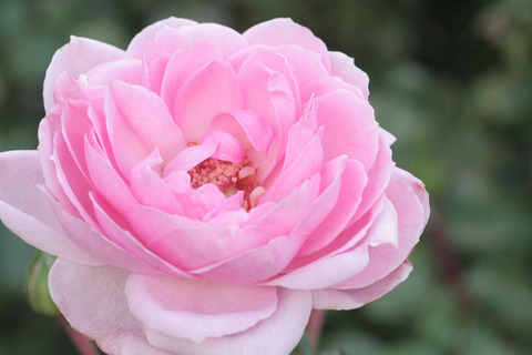 ホーム　＆　ガーデンsIMG_6052