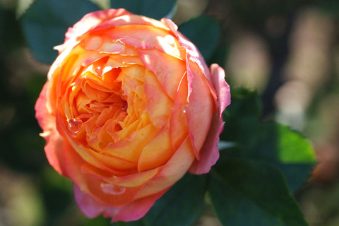 ベビー　ロマンティカsDSCF8474