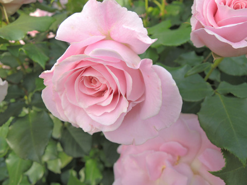 ピンク　フレンチレース4133