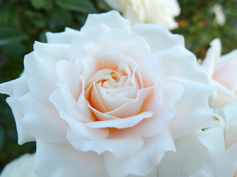 スノー　メイアンディナ6651