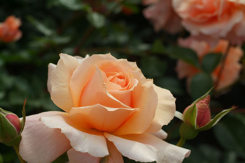 アプリコット　キャンディsDSCF2332