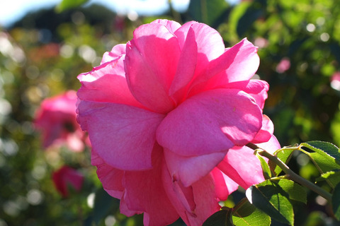 イブ　ピアッチェsDSCF9318